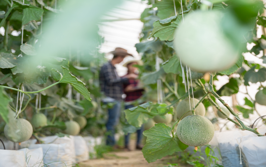 Melon Tube: An Emerging Concept in Agriculture and Beyond