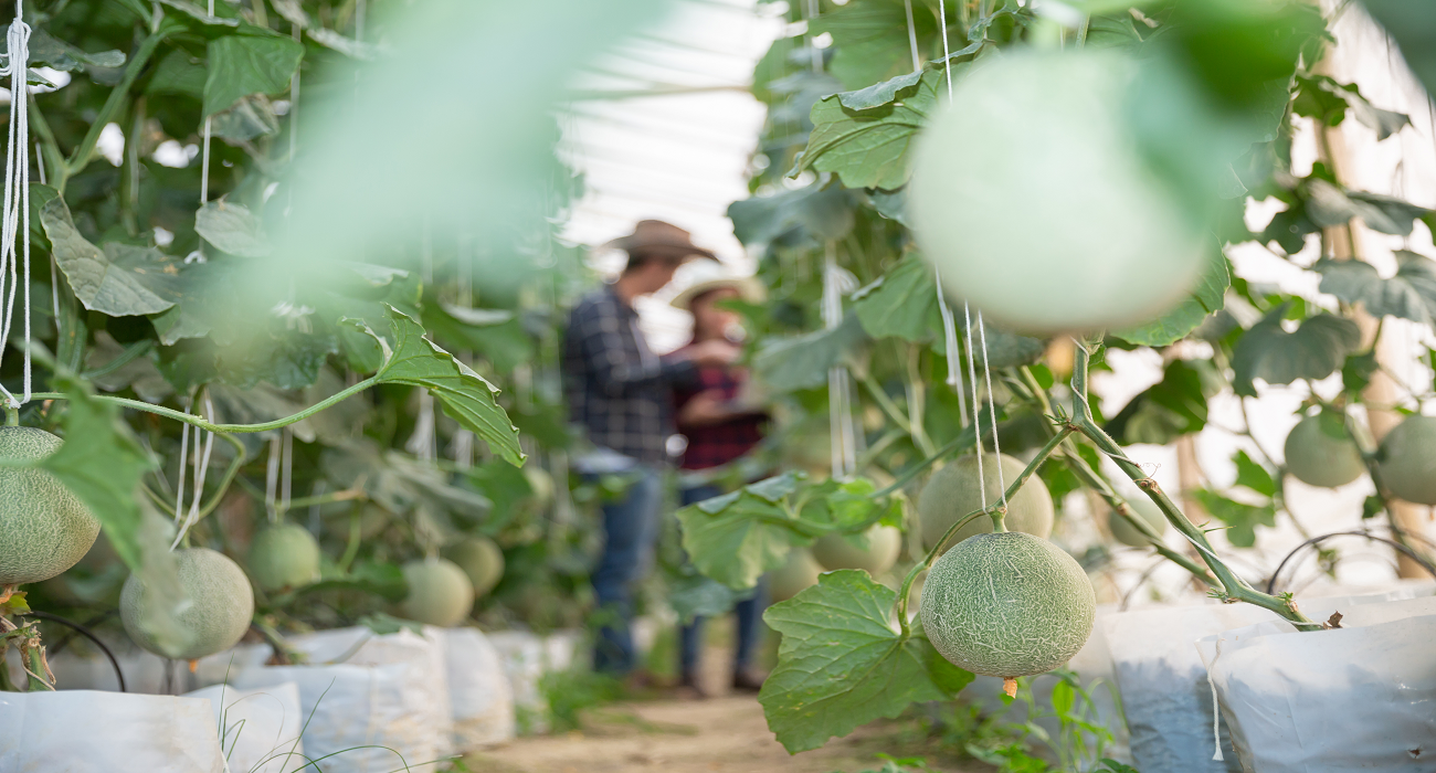 Melon Tube: An Emerging Concept in Agriculture and Beyond